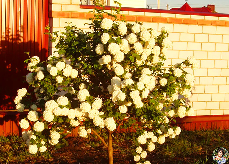 Вот моя красавица калина Бульденеж цветет и пахнет =)