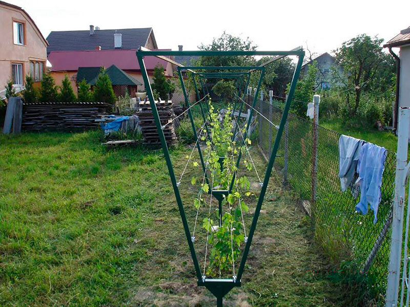 Шпалера для винограда на дачном подворье