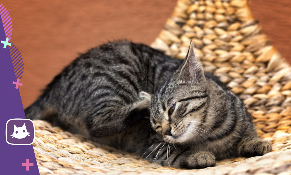 🐱Ушной клещ: какие причины и как помочь питомцу | Нос, хвост, лапы | Дзен