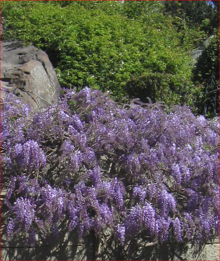 Глициния напротив Воронцовского дворца, фото автора