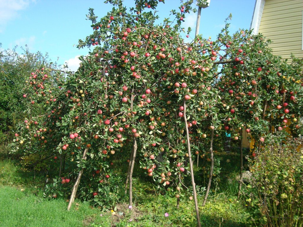 Изображение взято с pocvetam.ru