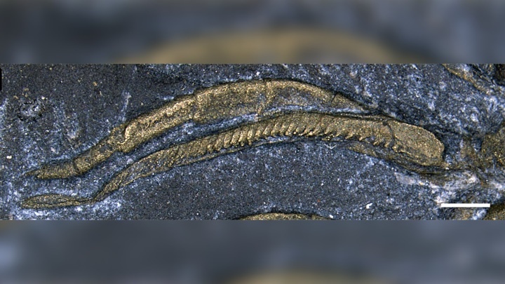 Структуры на ногах трилобита имеют неожиданное сходство с жабрами.Иллюстрация Jin-Bo Hou/UCR.