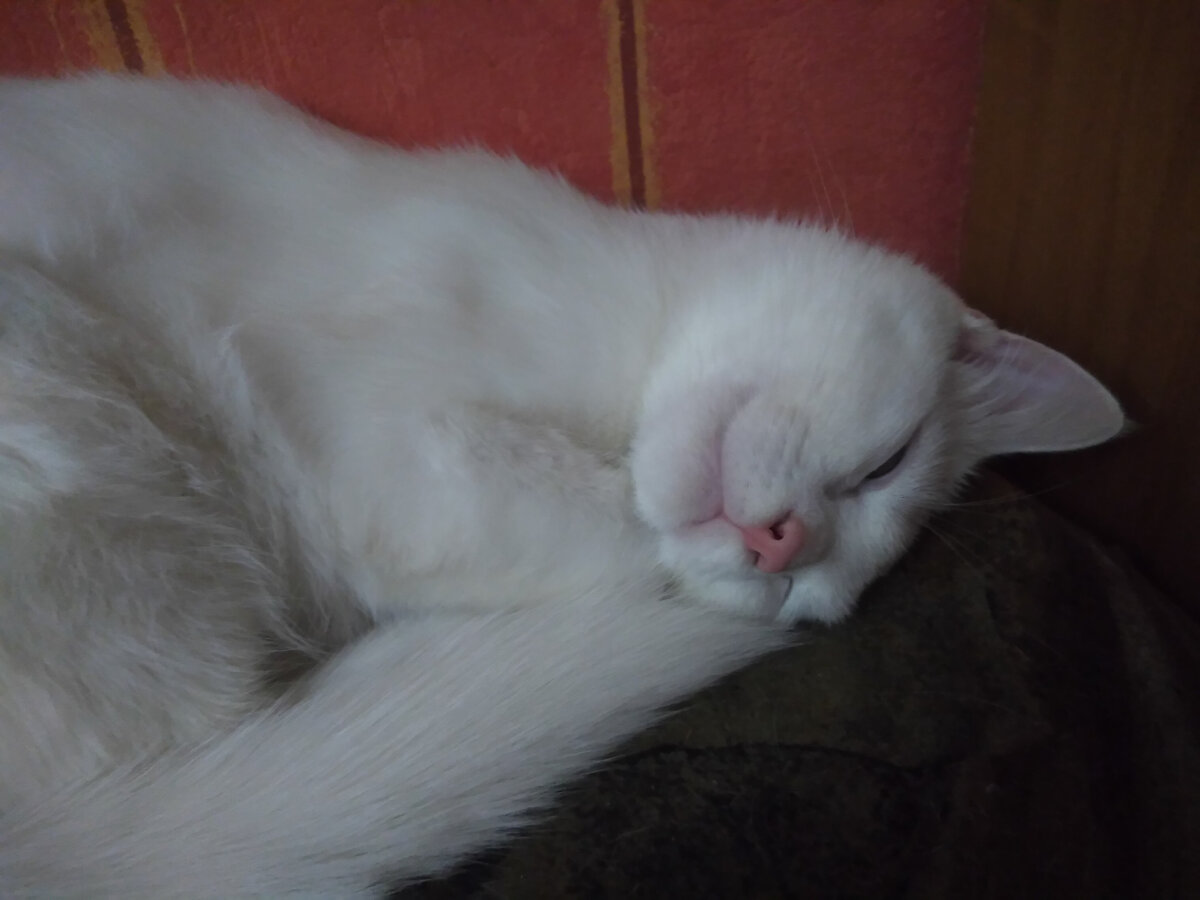 Личное фото автора