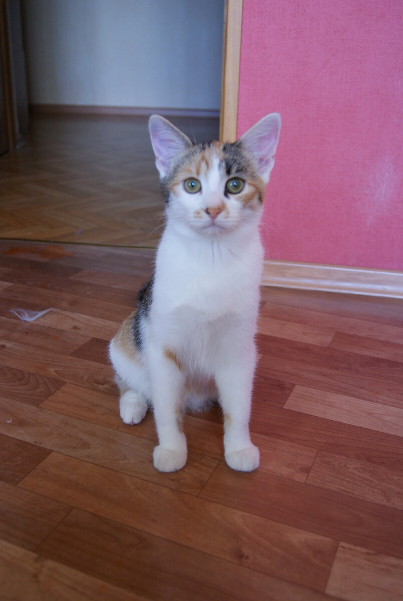 К сожалению, фото, где она котенок, я не нашел, здесь она уже сильно подрощенная, но принцип должен быть понятен.