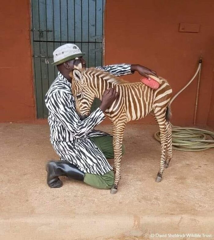 Источник: https://www.reddit.com/r/interestingasfuck/comments/njsywg/zebra_foals_imprint_on_their_mums_striped_pattern/