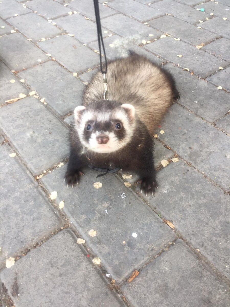 Хорек Мила на прогулке 