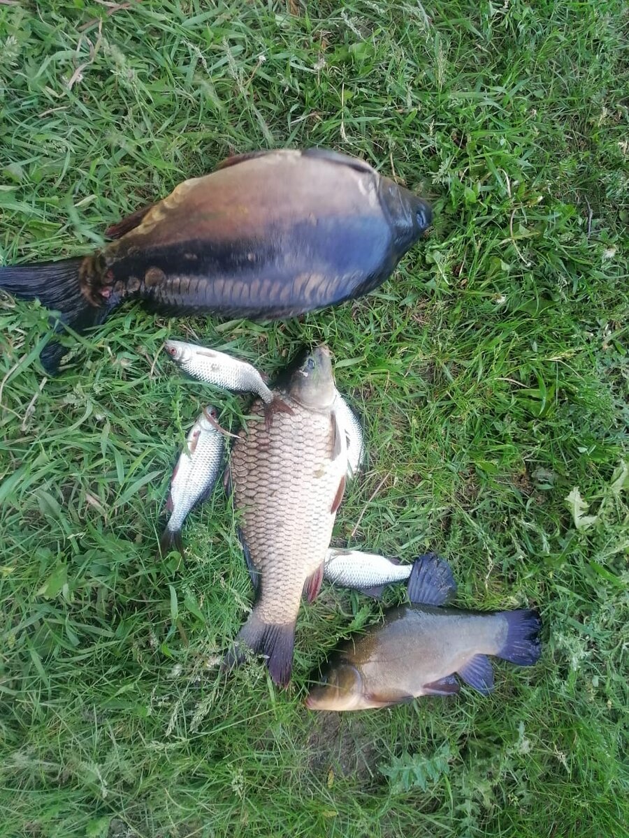 Два карпа, линь поймался, давно не видела эту рыбку, и моя плотва))) 