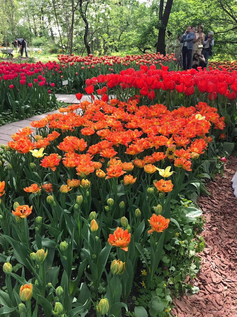 Эти тюльпаны напоминают лилии