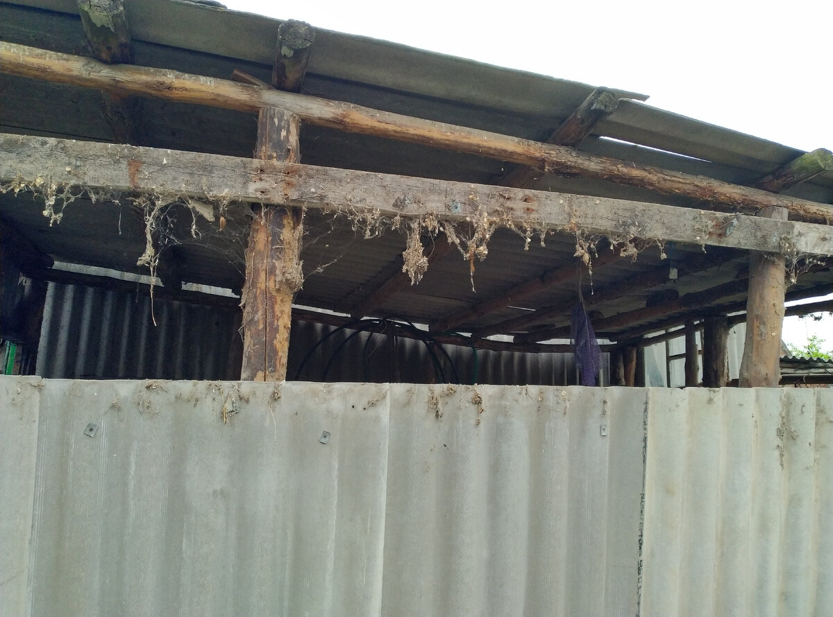 Все в тенетах..