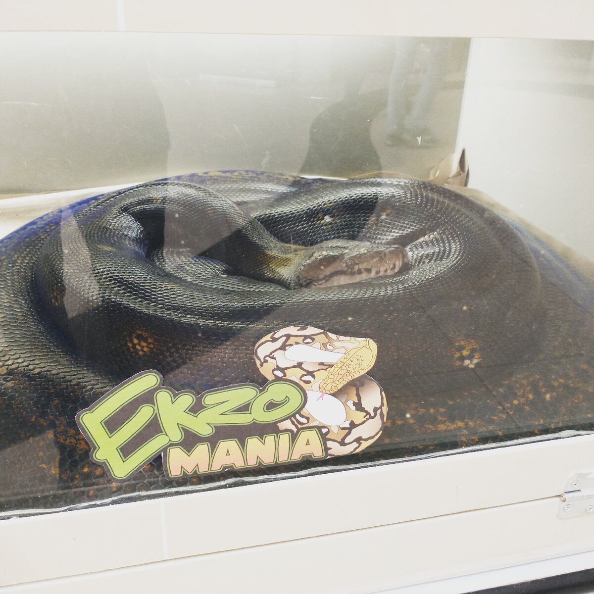 На фото трудно оценить размеры, скажу лишь, что в ящике свободно поместится человек