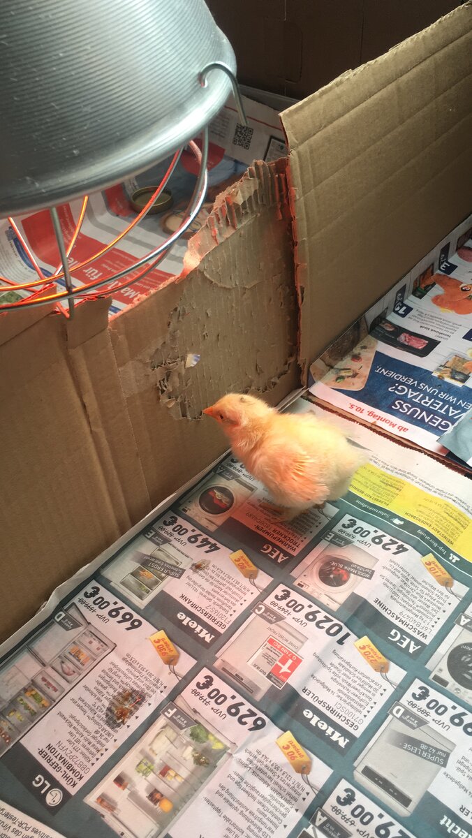 Цыплёнок супер активный и не может он жить один - стучится к братьям по разуму..