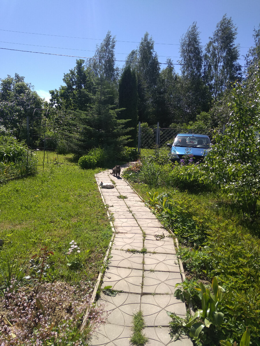 Нашла прошлогоднее фото. На нём машина свекрови, за ней за забором наша машина - её не видно. Там же пытался парковаться сосед какое-то время, пока ему не запретили. За деревьями находится основная дорога