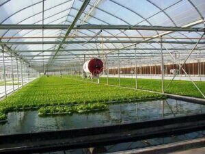 
Но мы живем в эпоху, когда качественные изменения в технологиях меняют целые отрасли.
И вот, когда гидропоника приходит на смену традиционному сельскому хозяйству, логично, что людям пришло в голову: раз мы используем воду, то почему бы в ней не поселить рыбу? Стали экспериментировать и получили потрясающие результаты: