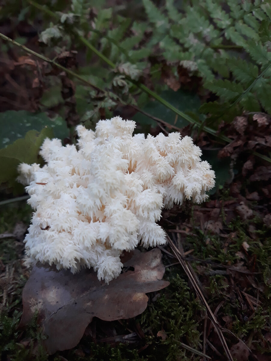 Ежовик коралловидный (Hericium coralloides) фото и описание