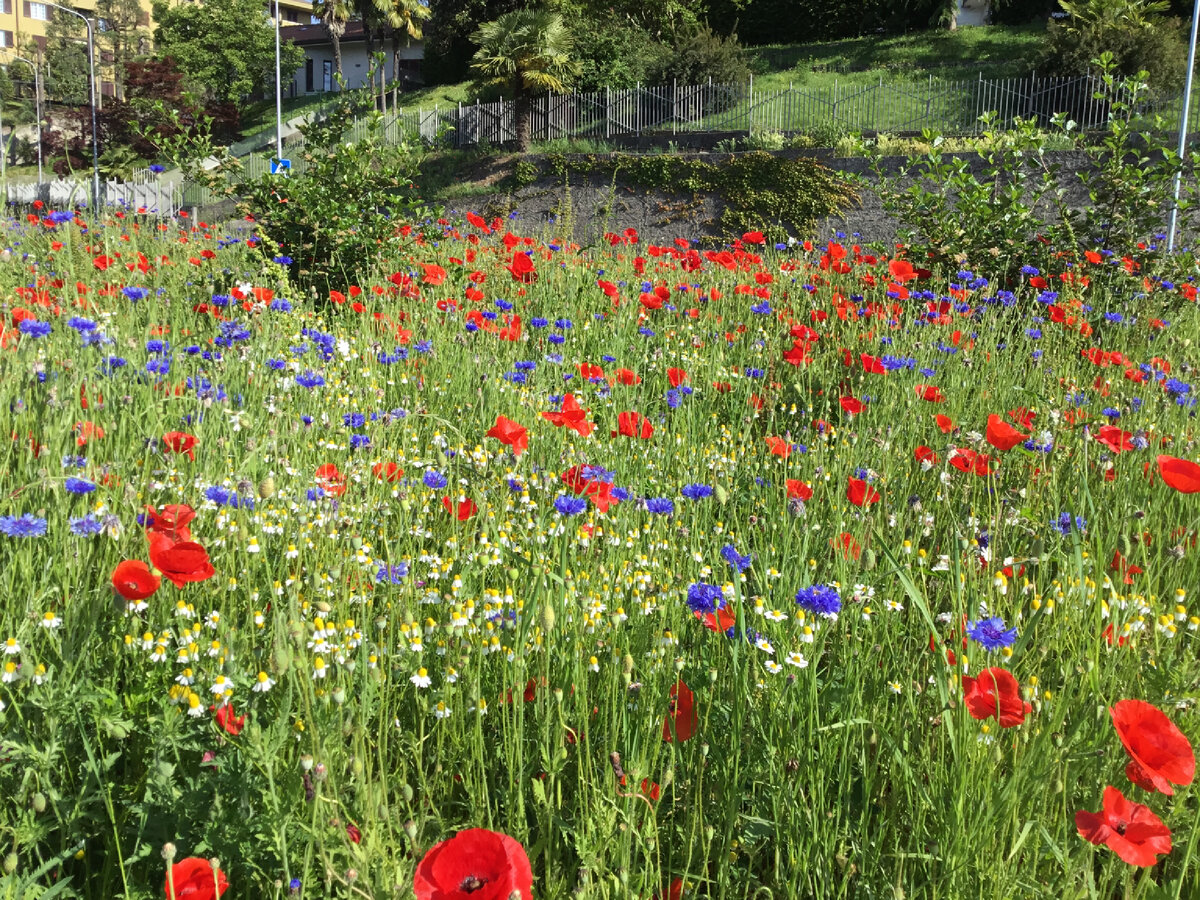 Эту развязку построили три года назад и засеяли полевыми цветами и теперь каждый год все проезжающие ее фотографируют. Я даже припарковала машину неподалёку и подошла поближе полюбоваться.