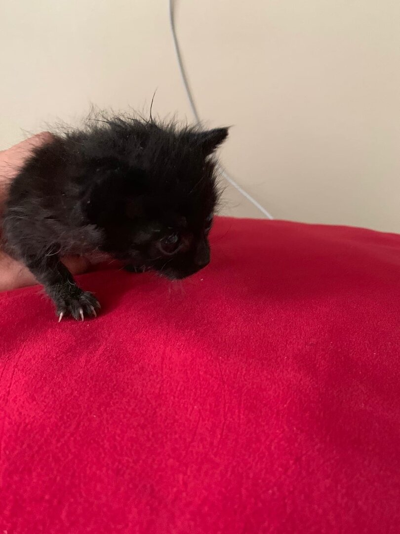 Такими их частенько подбирают