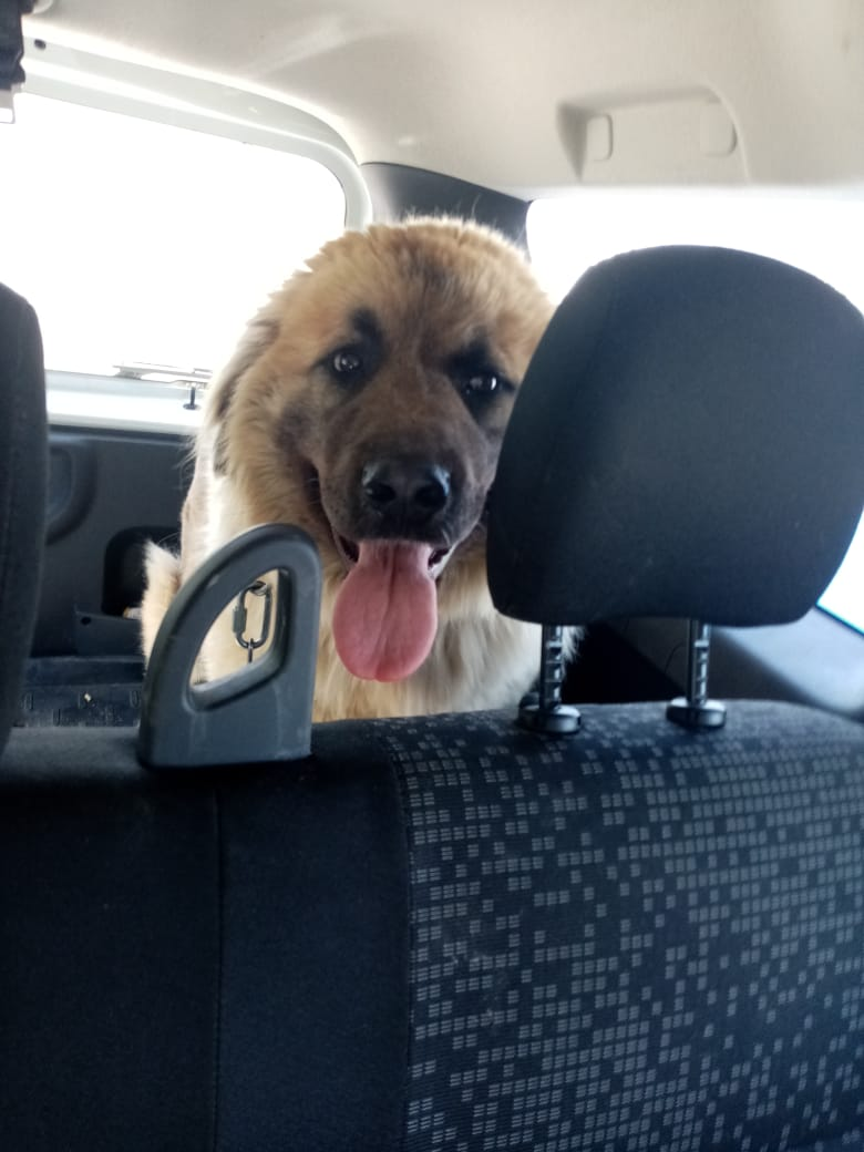 Медвежонок едет из клиники