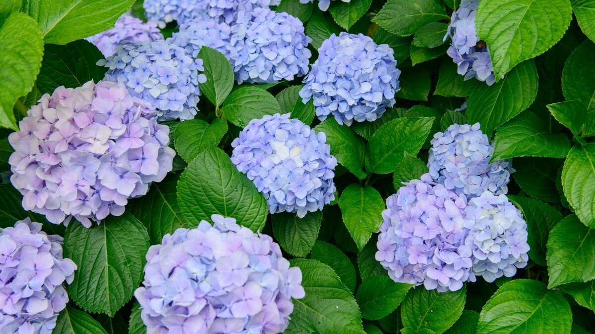 Эталон цветения