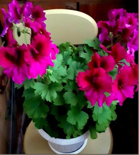 Красавица  Aristo Burgundy  этим летом