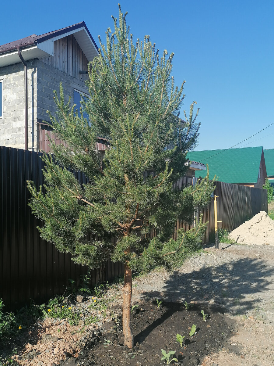 Вот сосна уже на новом месте 