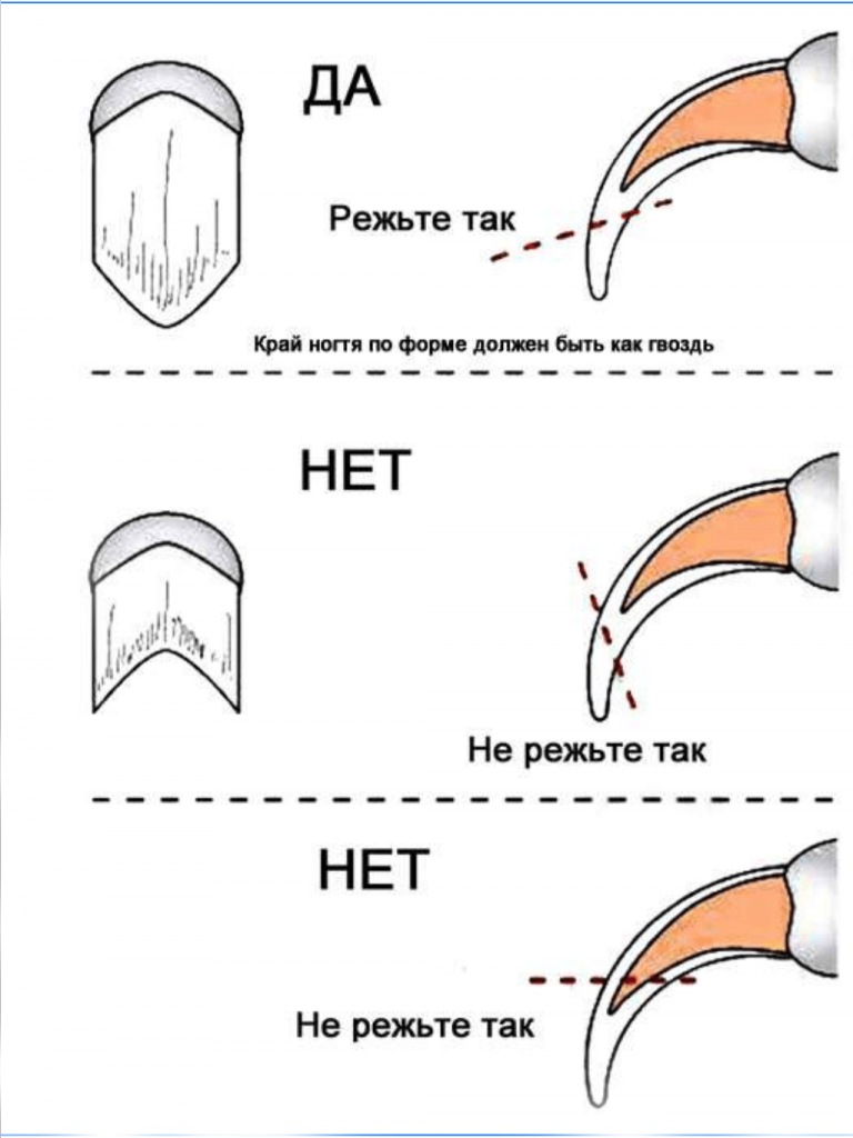 Основные правило стрижки: 1)В коготках есть некоторое количество нервных окончаний и кровеносных сосудов, образующих пульпу.