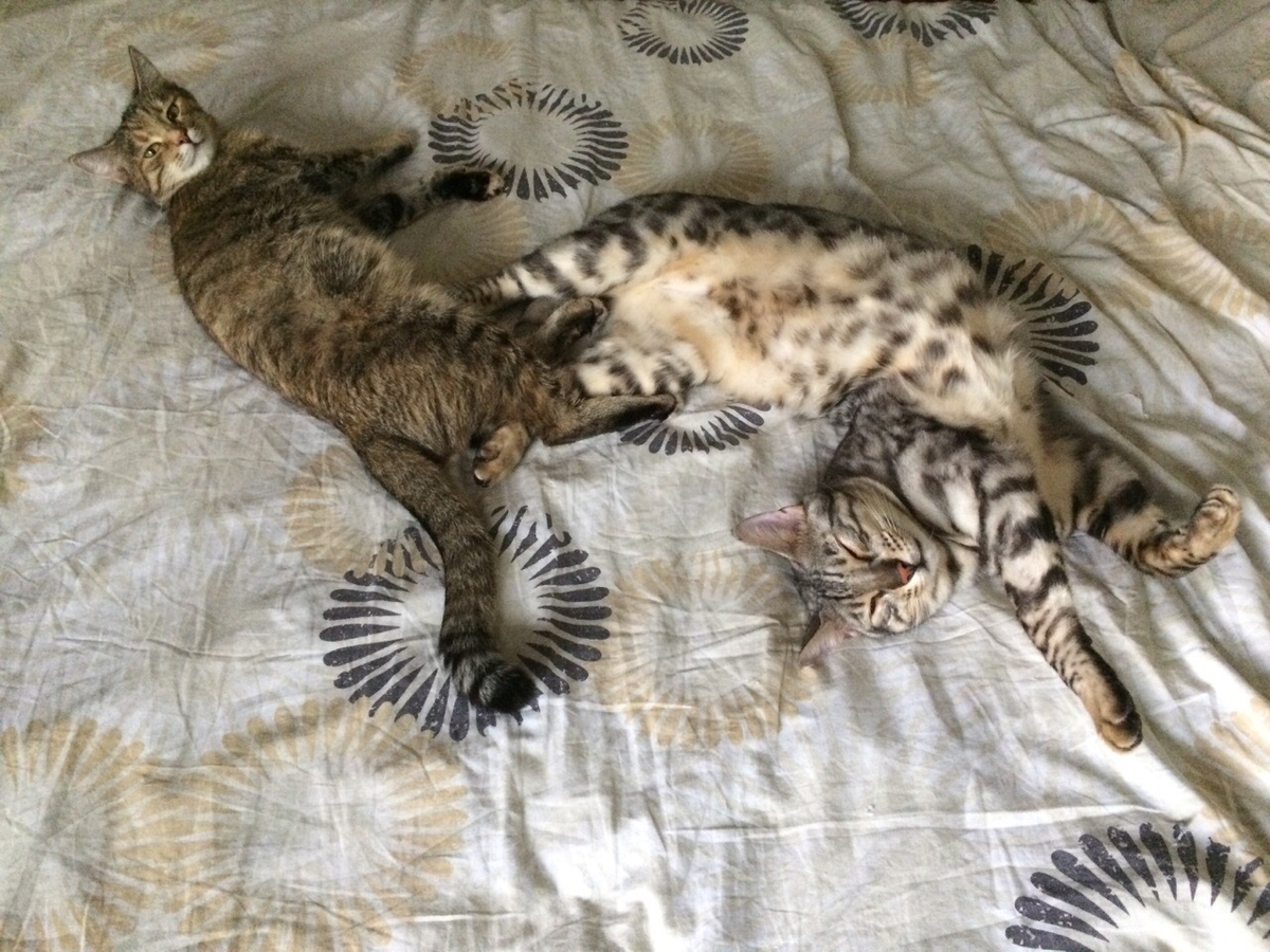 наши вкусные котоколбаски :)) (фото автора)