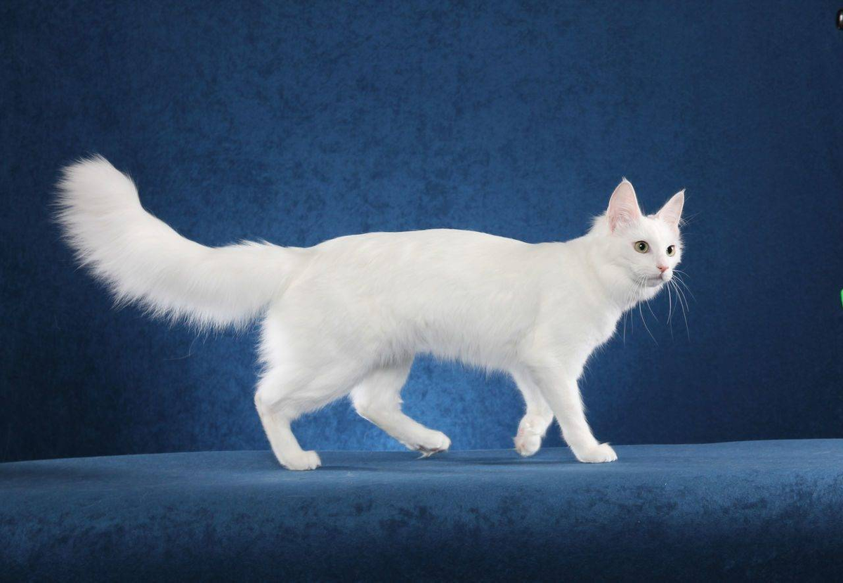 Длинный кот порода. Ангорская кошка. Турецкая ангора кот. Порода кошек ангорская турецкая. Кошка ангорковая порода.