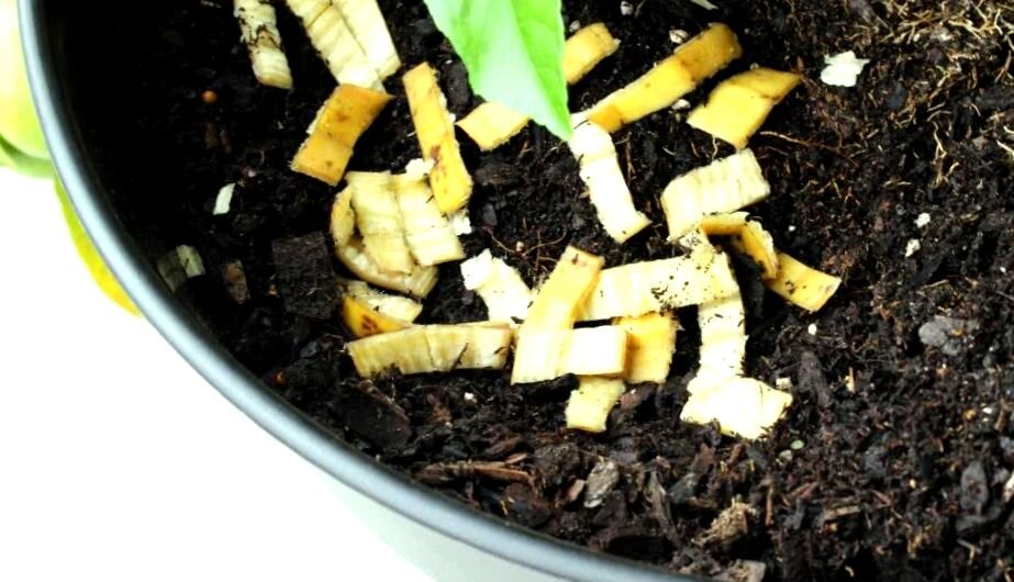 Шкурки бананов