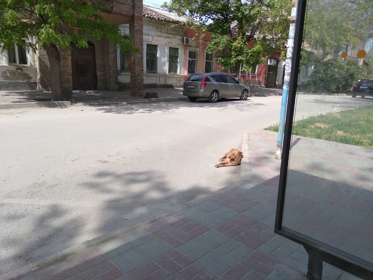 Лежат не только с краю, но и на середине дороги .