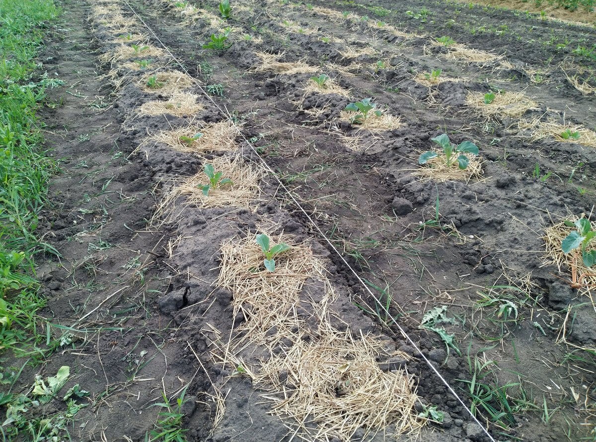 Видны засохшие растюхи. Жалко...