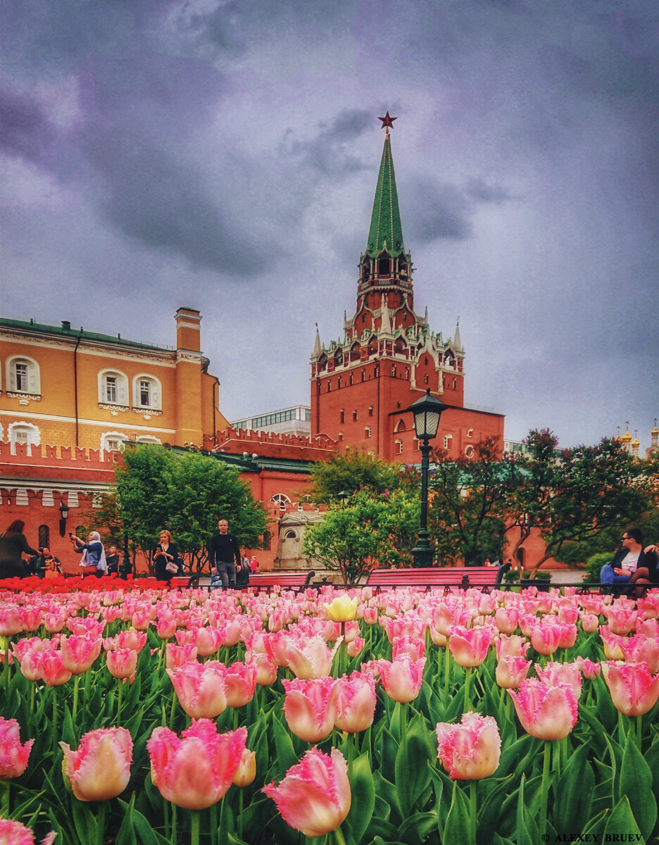 Цветущие тюльпаны в Александровском саду, Москва