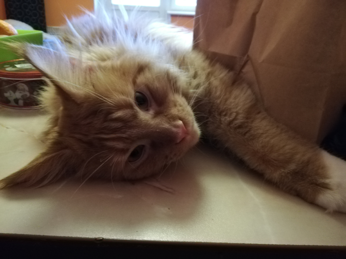 Это Новый год в 2019