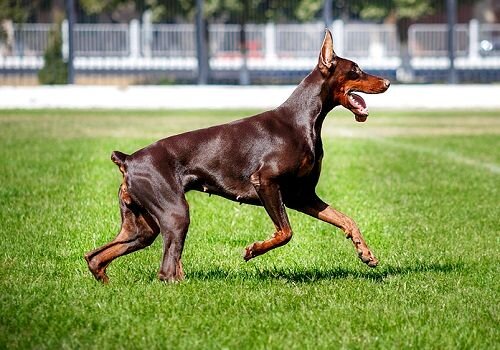 5 - Доберман. Высота в холке : 61 - 72 см. Вес : 32 - 45 кг