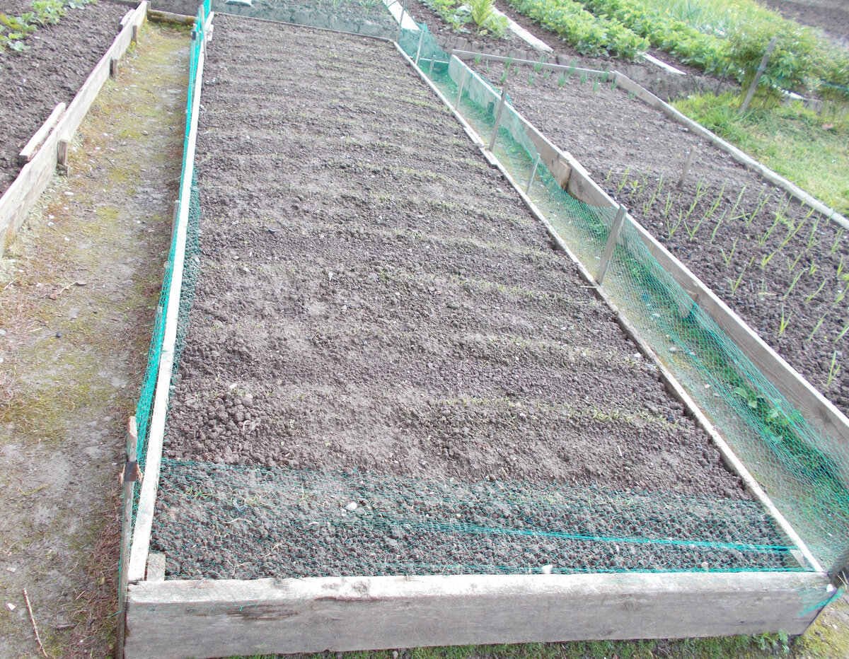 Фото автора. Морковка только взошла, укрывной материал снят, по периметру натянута сетка.