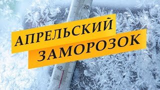 Что в саду после заморозков.