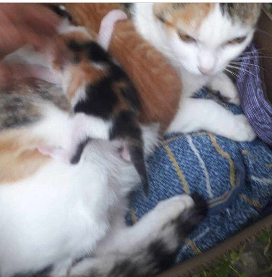 Лилу с котятами