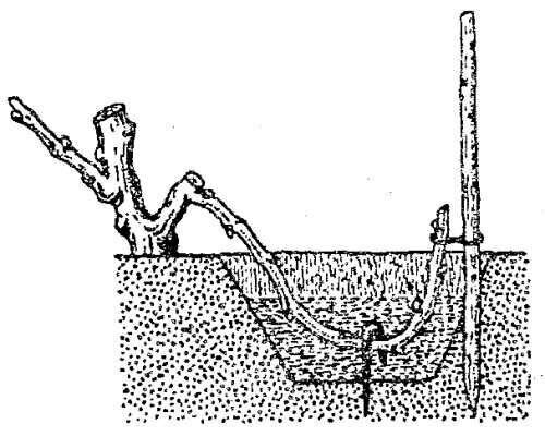 Черенкование винограда весной для начинающих в картинках пошагово