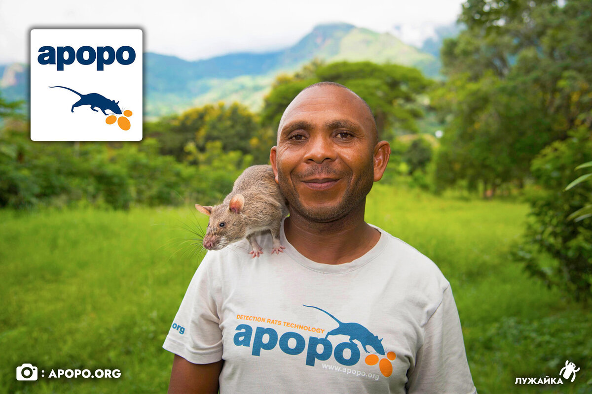 Организация «APOPO» стала одним из 14 новаторов, выбранных ООН, за использование новейших технологий в науке для достижения целей в области устойчивого развития 