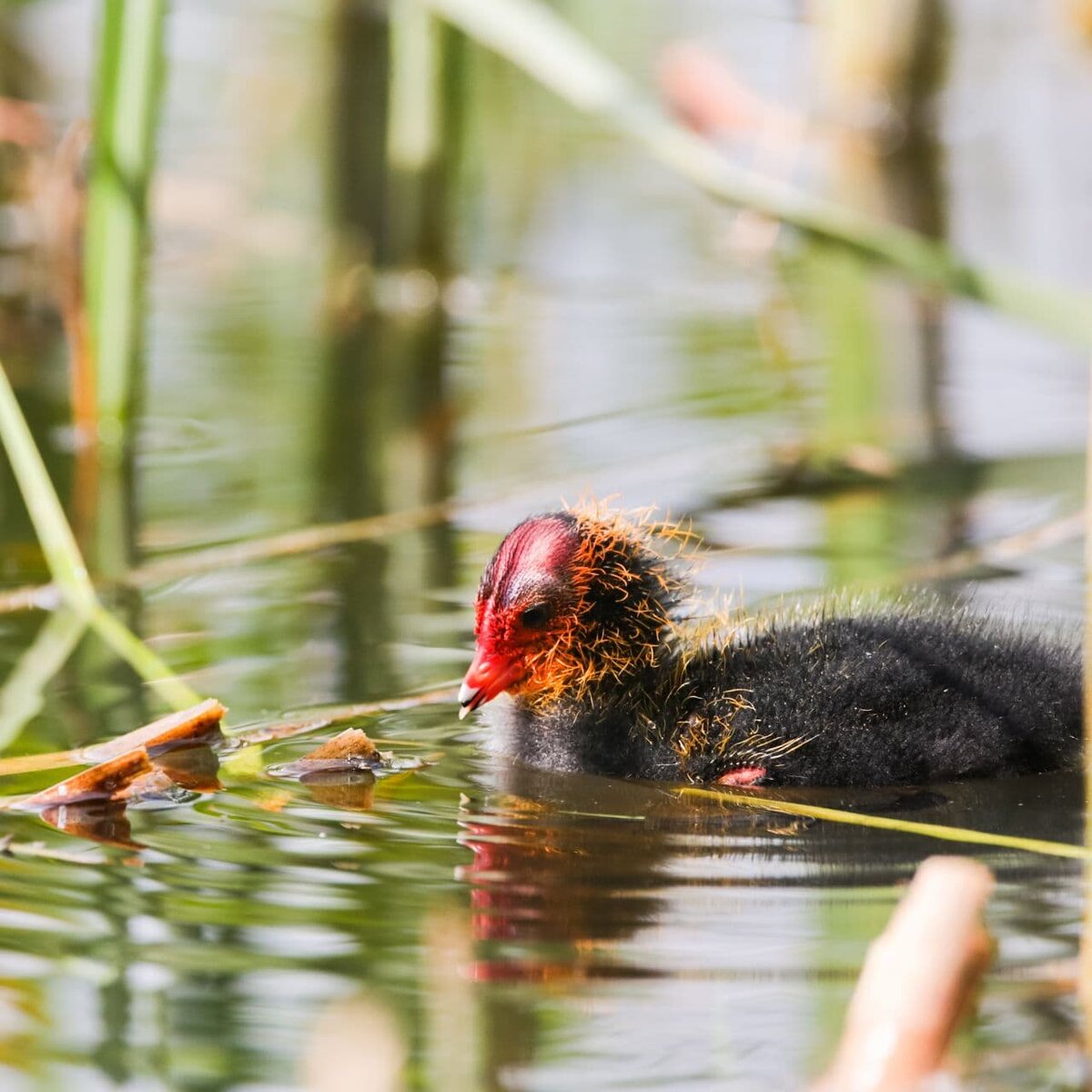 Водоплавающая курица и ее необычные птенцы | Nature in the city | Дзен