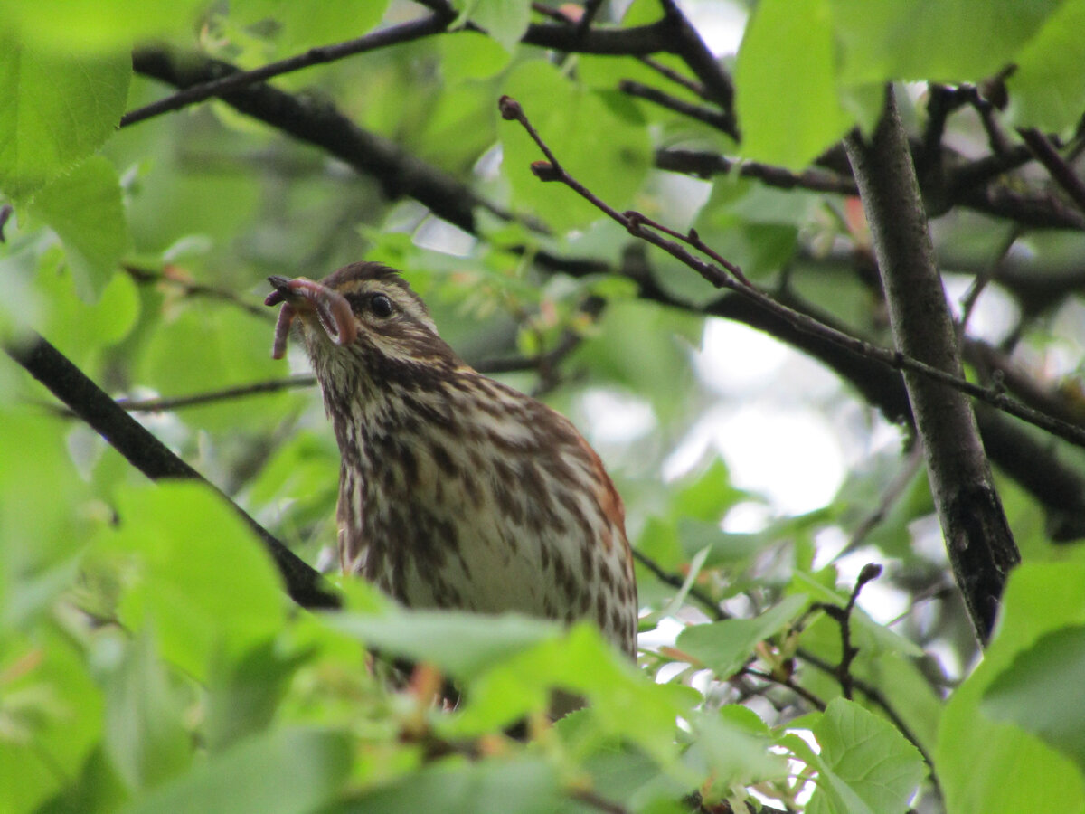 Дрозд-белобровик несёт дождевого червяка птенцам