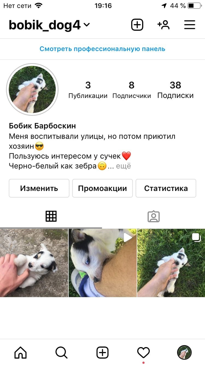 Профиль моего питомца, который я буду развивать вместе с вами.