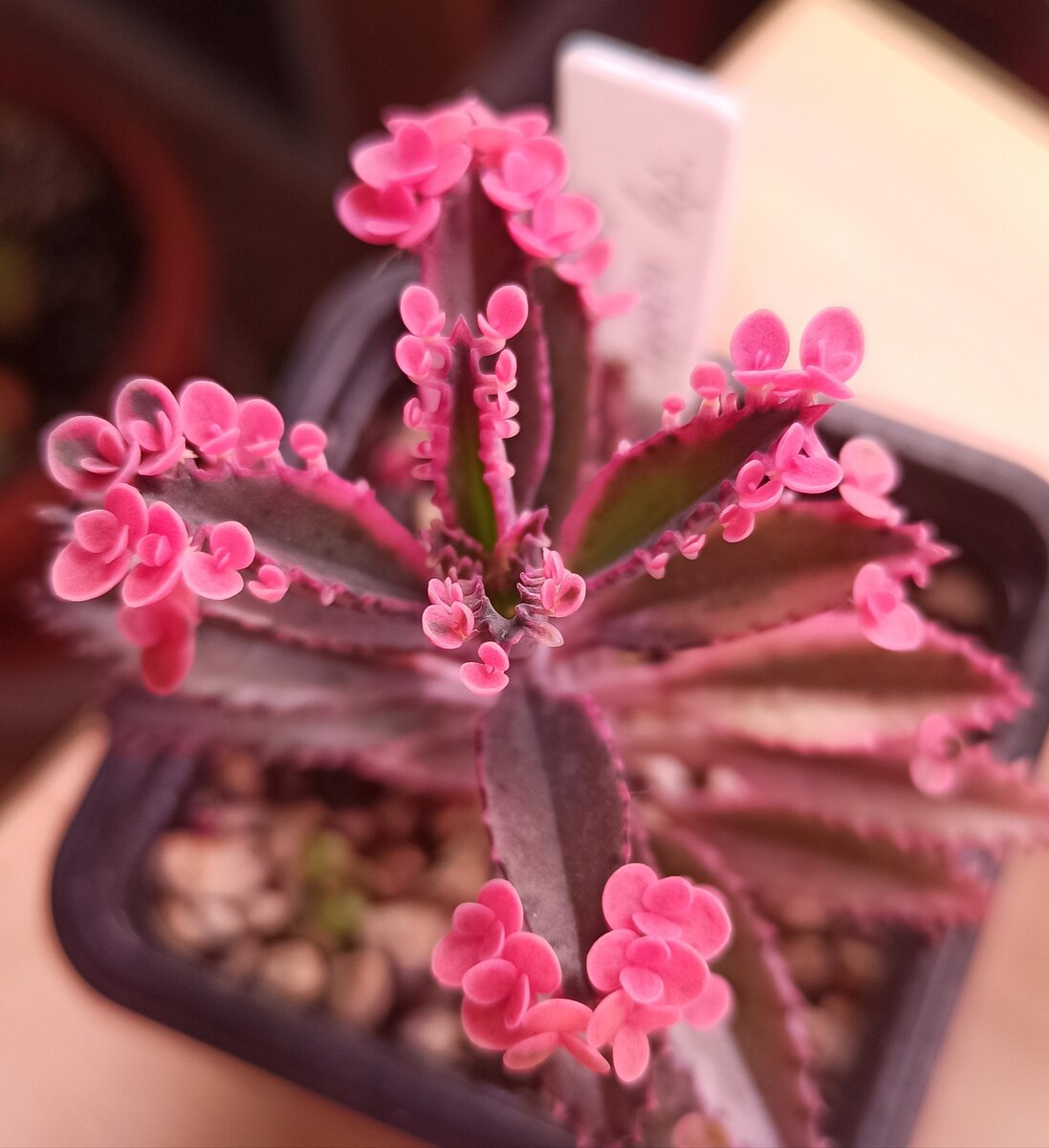 Kalanchoe laetivirens фото