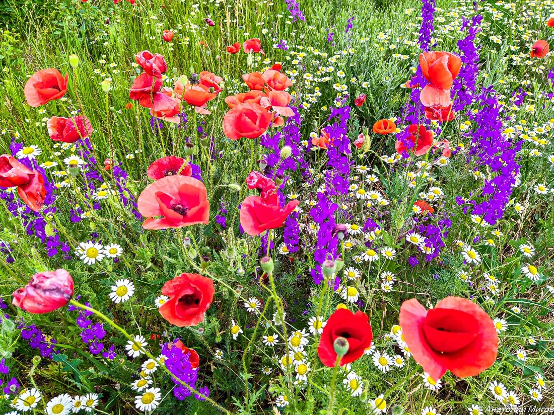 На фото: красные маки, фиолетовые дельфиниумы и ещё белые ромашки.