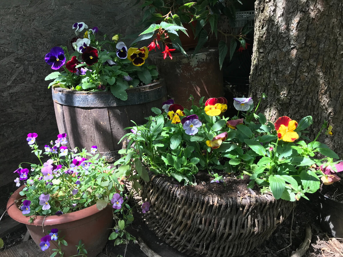 Вот такая композиция из виол разных сортов цветет у меня в саду под яблоней в этом году.