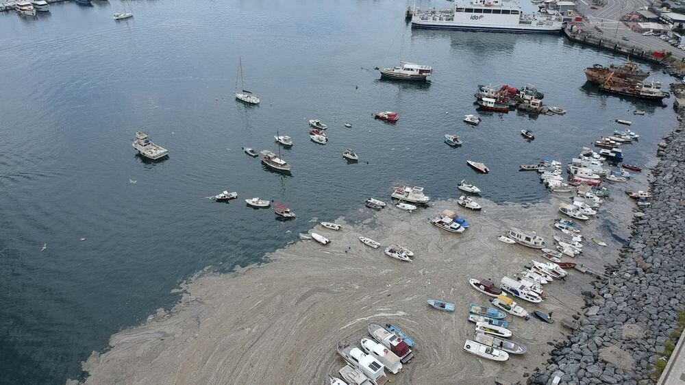 Морская слизь в порту. Фото: 9news.com.au