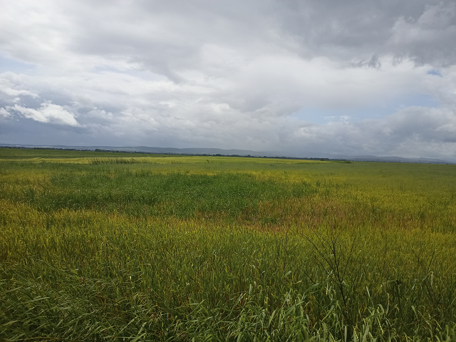 Это поле, на которое, по мнению жителей собираются сваливать мусор. Фото автора.