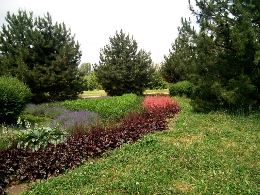 Фиолетовая гейхера высажена в парке