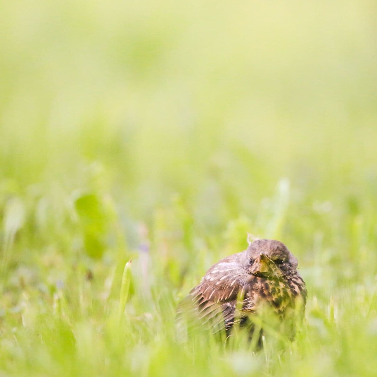 Как не загубить птенчика, если желания помочь через край? | Nature in the  city | Дзен