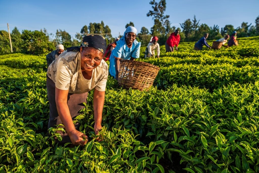 Сбор чая в кенийской провинции.