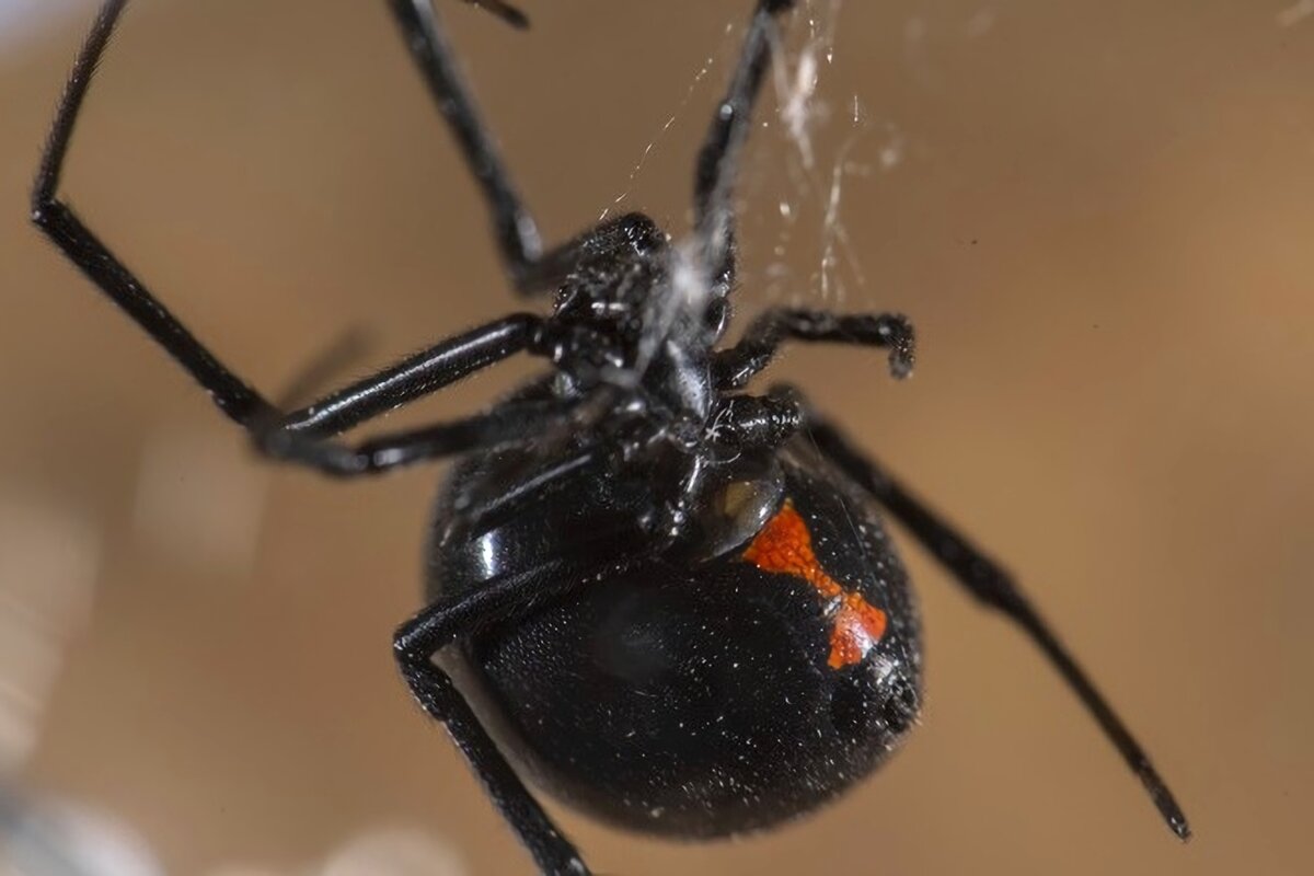 Чёрная вдова 